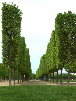 arbres parc